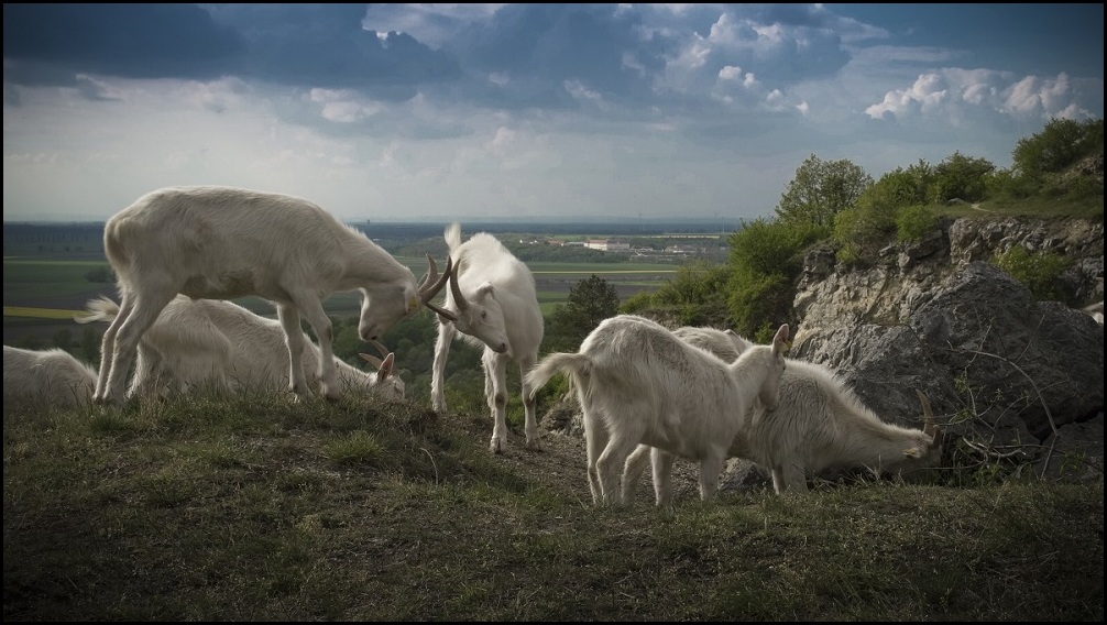 Pastva na Devínskej Kobyle, foto BROZ