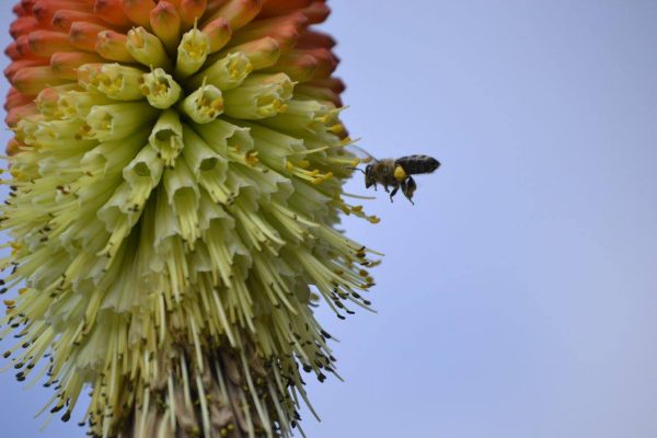 Včely majú v meste široký výber druhov rastlín. FOTO - ŽIVICA