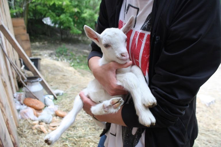 Kozlík, drobec na adopciu, foto BROZ