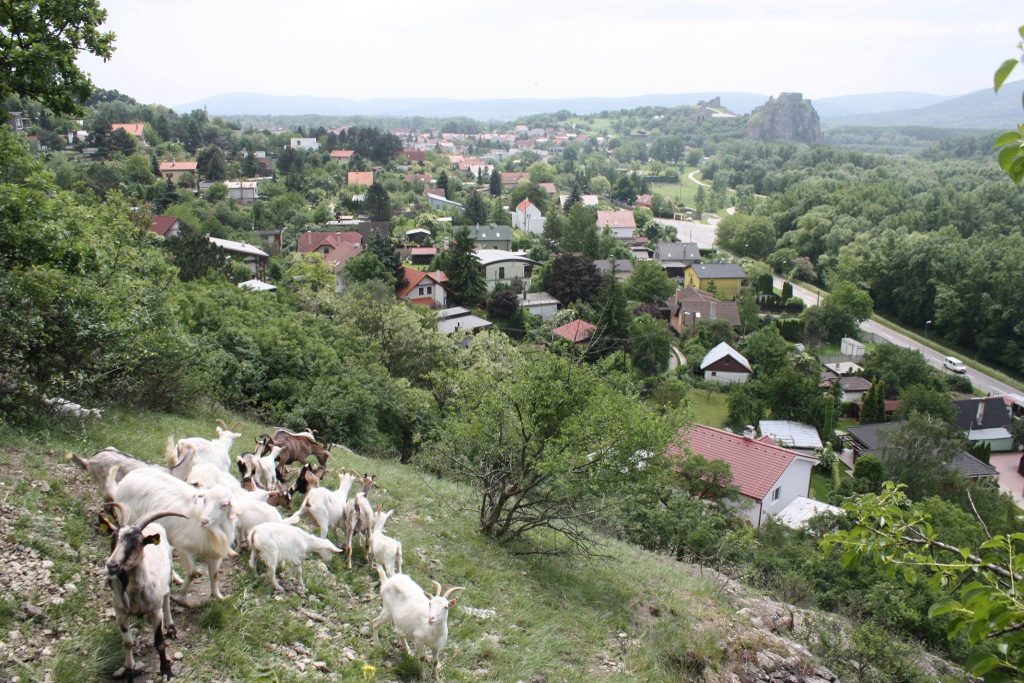 Pastva nad Devínom, foto BROZ