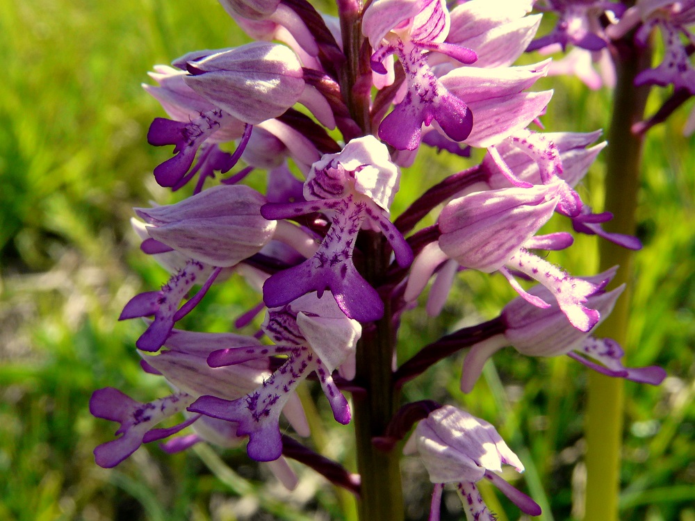 Orchis Militaris, Vstavač vojenský, zdroj www.adoptujtesikozu.sk